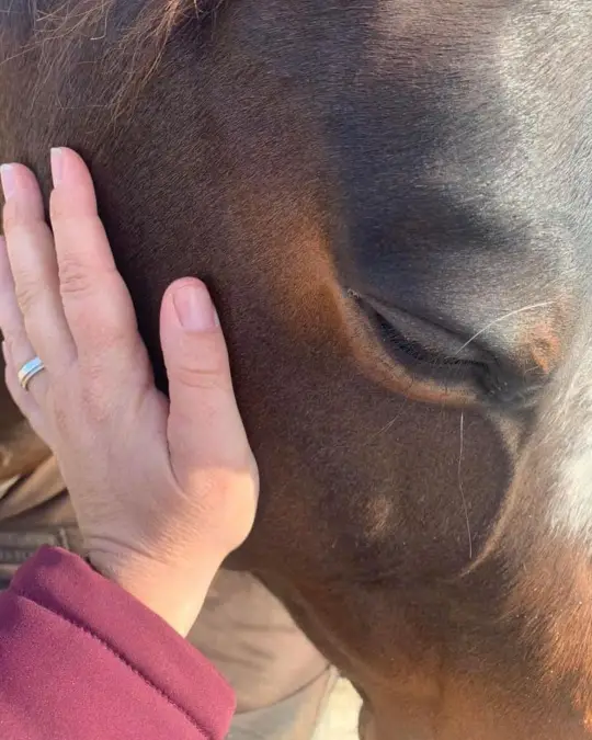 wat is paardencoaching