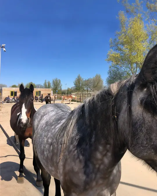 wat is paardencoaching