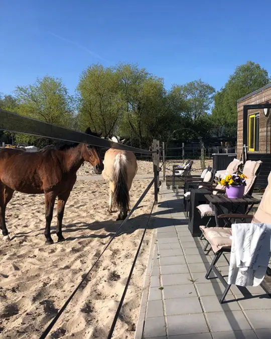 wat is paardencoaching