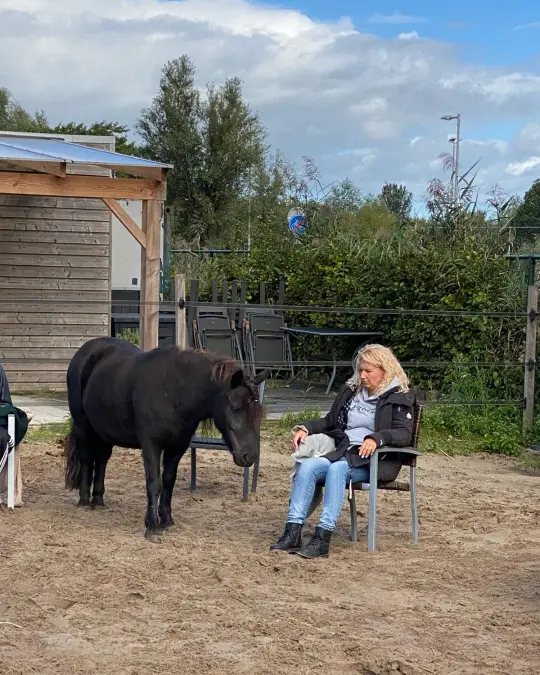 wat is paardencoaching