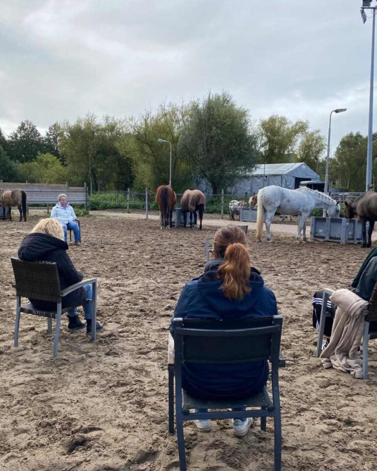 meditatie tussen paarden