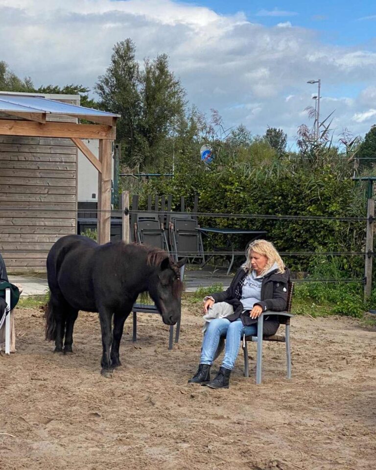 meditatie tussen paarden
