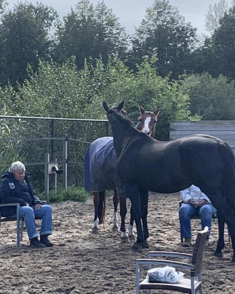 meditatie tussen paarden