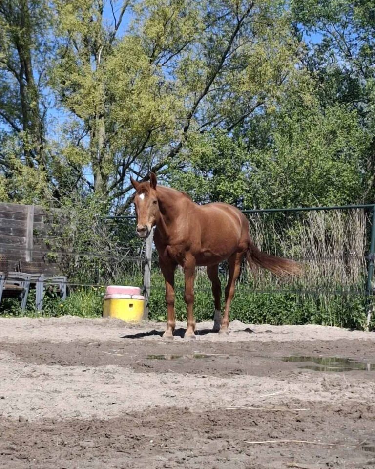 Turners Stable Ruitercoaching