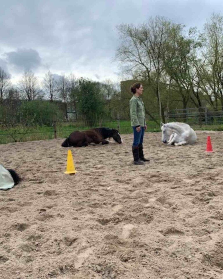 paardencoaching