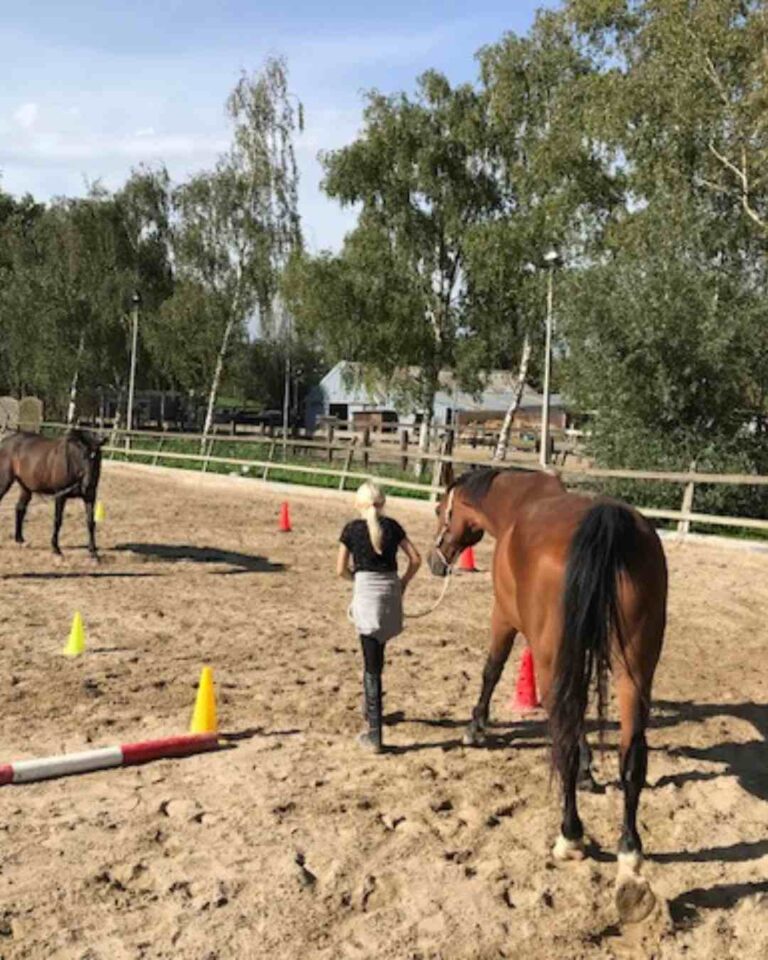 paardencoaching