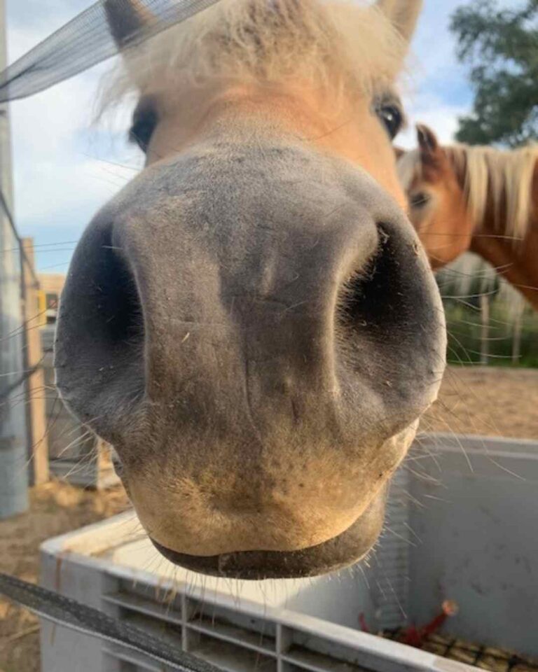 supervisie voor paardencoaches (3)