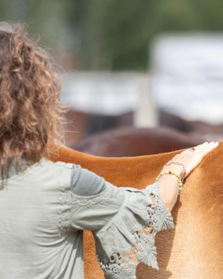 paardencoaching