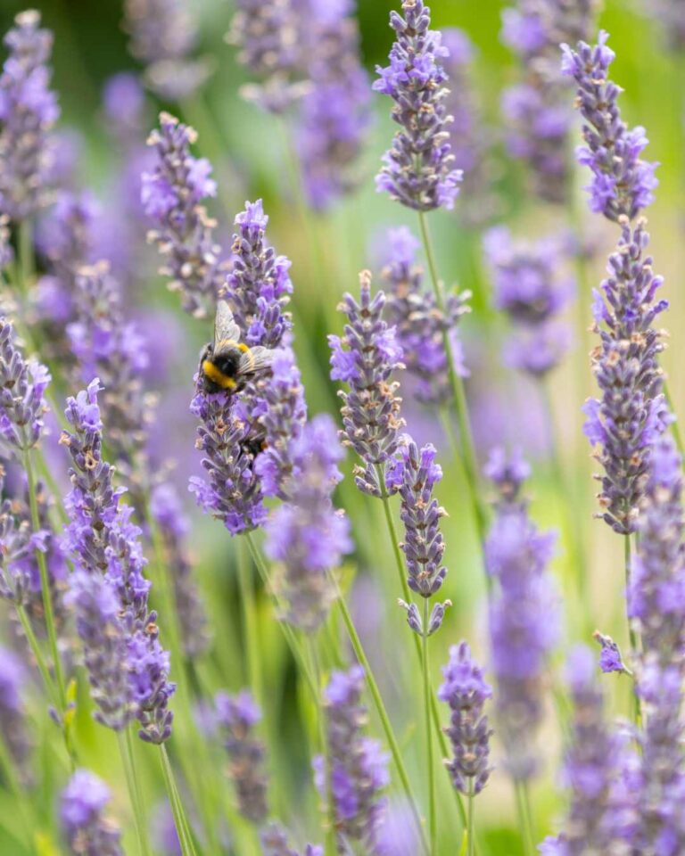 een echte herinnering